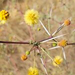 Vachellia jacquemontii (Benth.) Ali