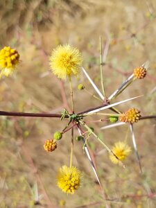 Vachellia jacquemontii (Benth.) Ali