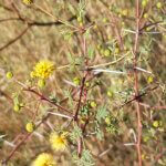 Vachellia jacquemontii (Benth.) Ali