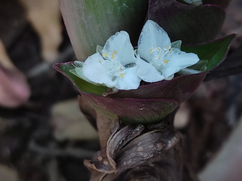 Rhoeo spathacea Sw.