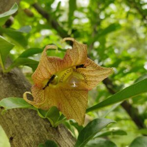 Crescentia alata Kunth