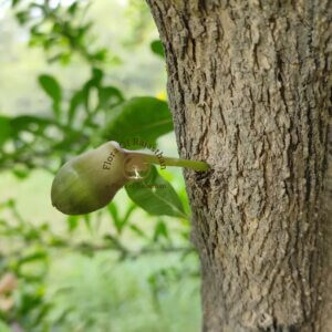 Crescentia alata Kunth