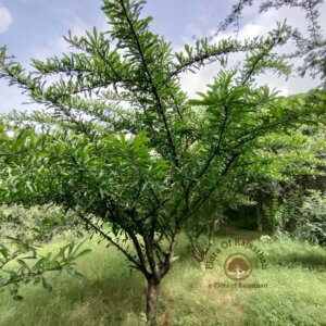 Crescentia alata Kunth