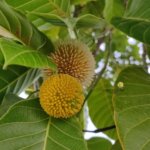 Neolamarckia cadamba (Roxb.) Bosser