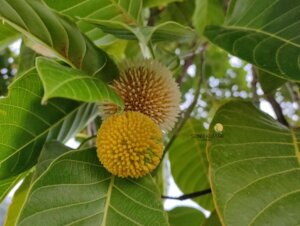 Neolamarckia cadamba (Roxb.) Bosser