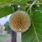 Neolamarckia cadamba (Roxb.) Bosser