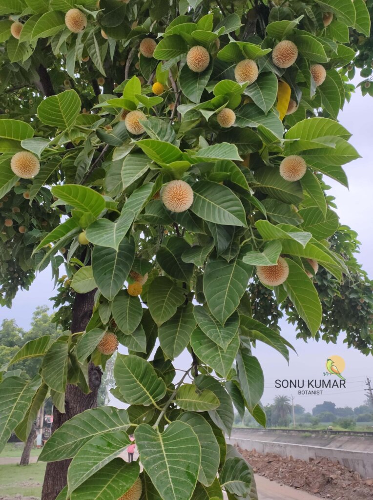 Neolamarckia cadamba (Roxb.) Bosser