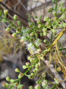 Asparagus racemosus Willd.