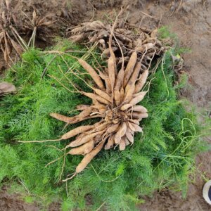 Asparagus racemosus Willd.