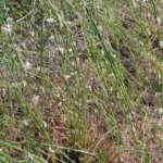 Calligonum polygonoides L.