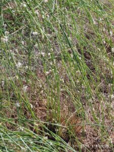 Calligonum polygonoides L.
