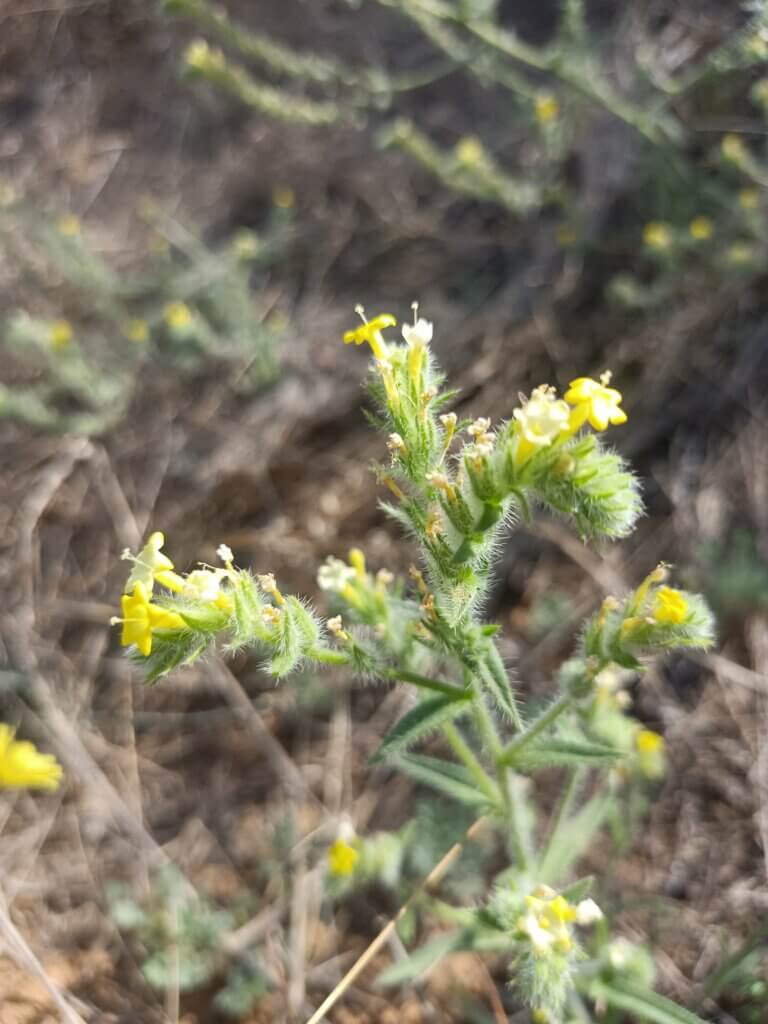 Arnebia hispidissima