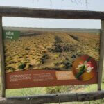 Calligonum polygonoides L.