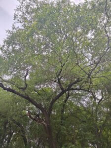 Anogeissus sericea var. nummularia