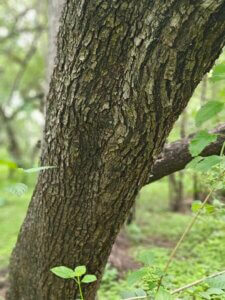 Anogeissus sericea var. nummularia