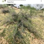 Calligonum polygonoides L.