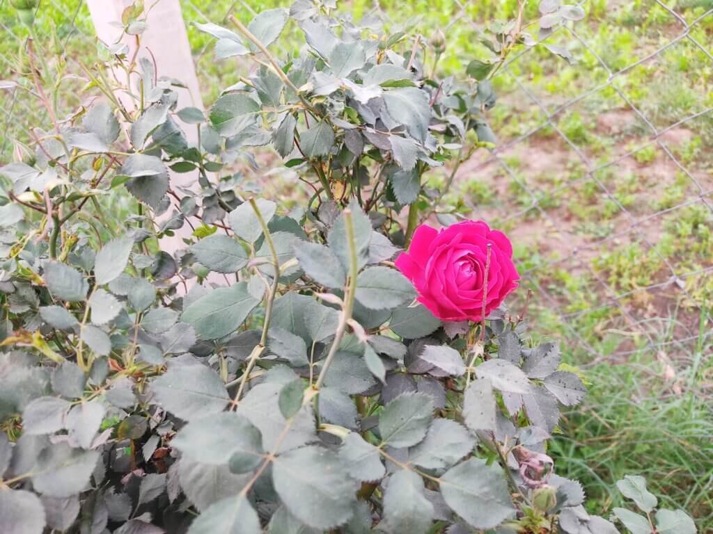 Rosa indica L.