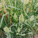 Polypogon monspeliensis