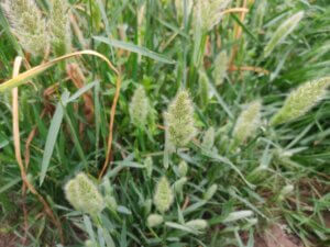 Polypogon monspeliensis