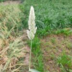 Polypogon monspeliensis