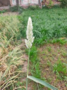 Polypogon monspeliensis