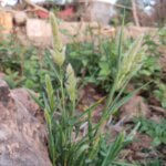 Polypogon monspeliensis