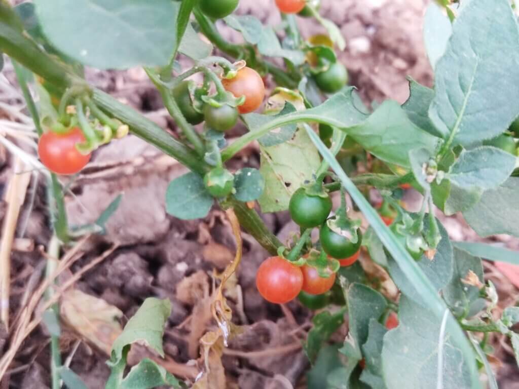 Solanum villosum L.
