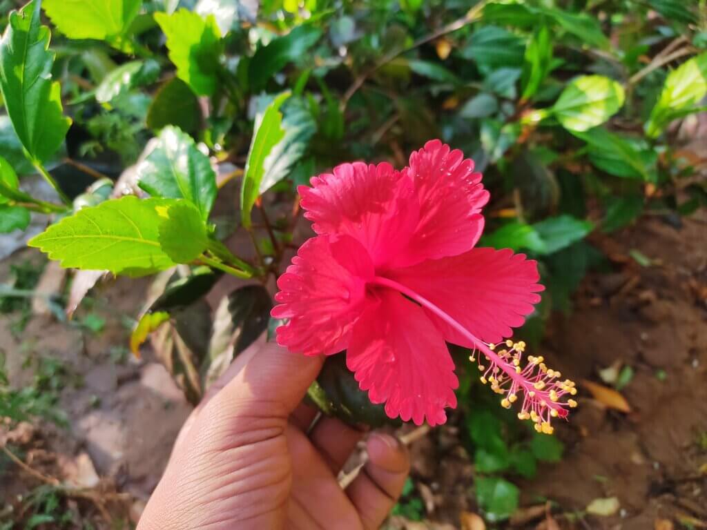 Hibiscus rosa-sinensis