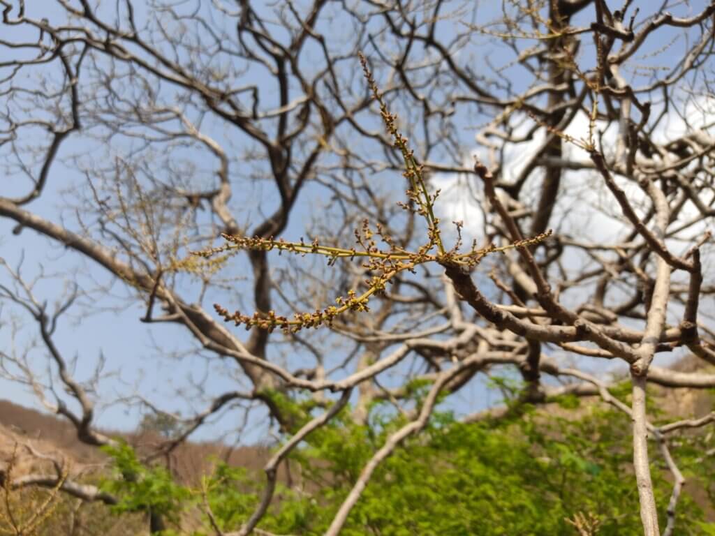 Lannea coromandelica