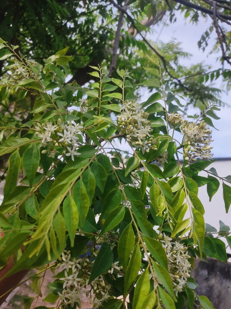 Bergera koenigii