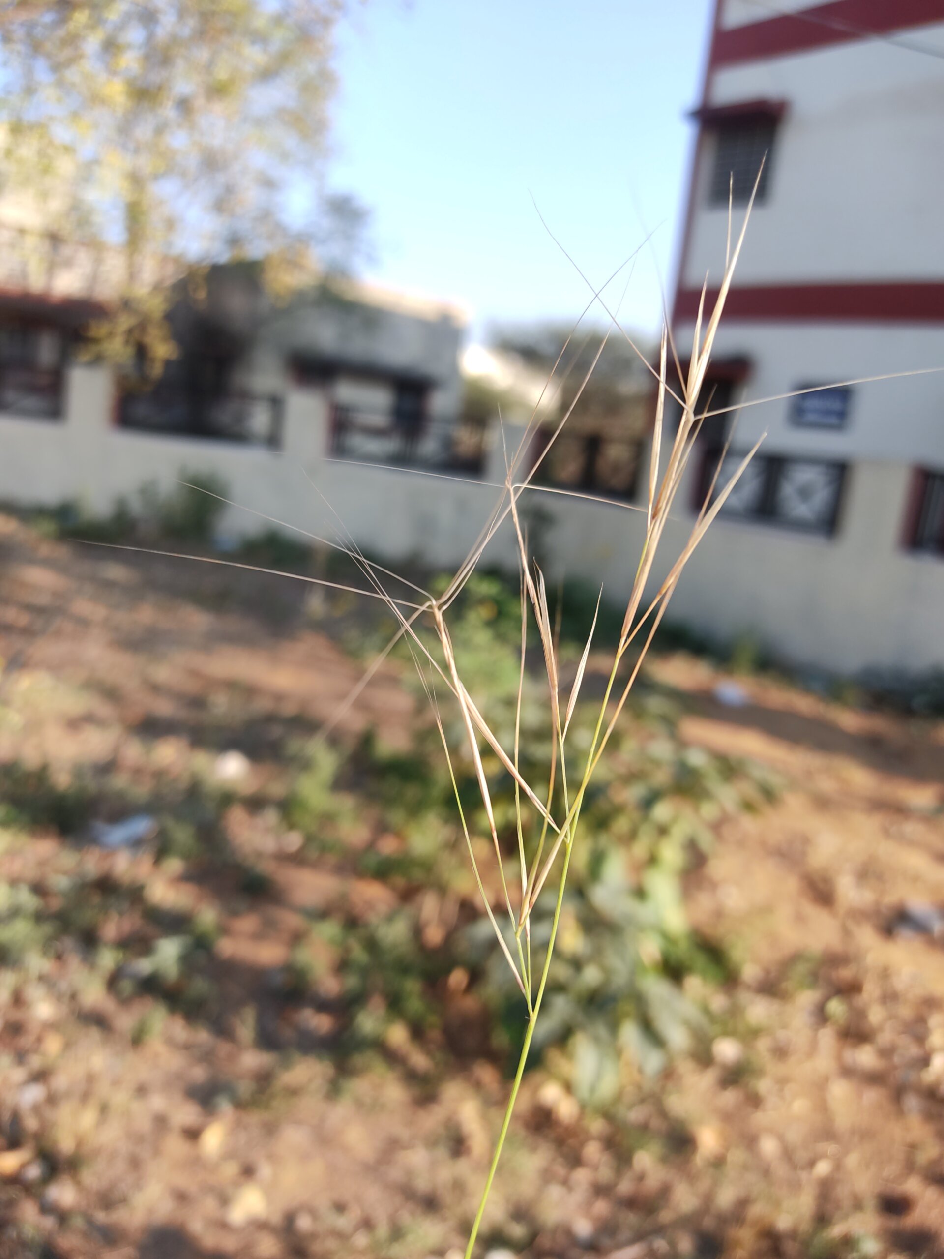 IMG_20250318_171659_1