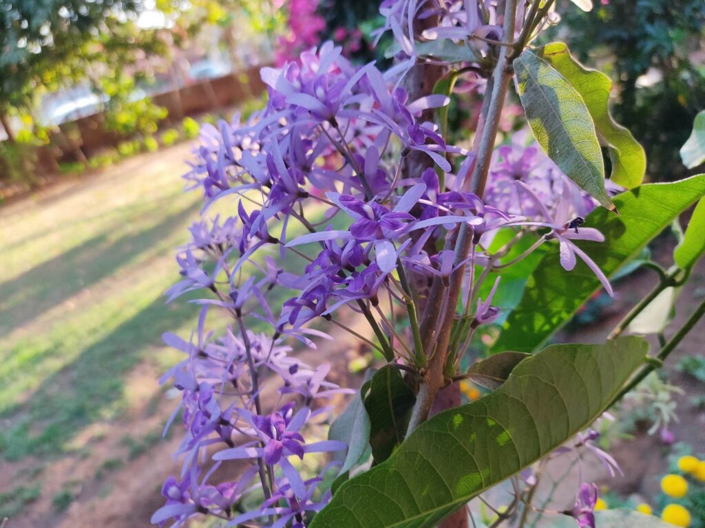 Petrea volubilis L.