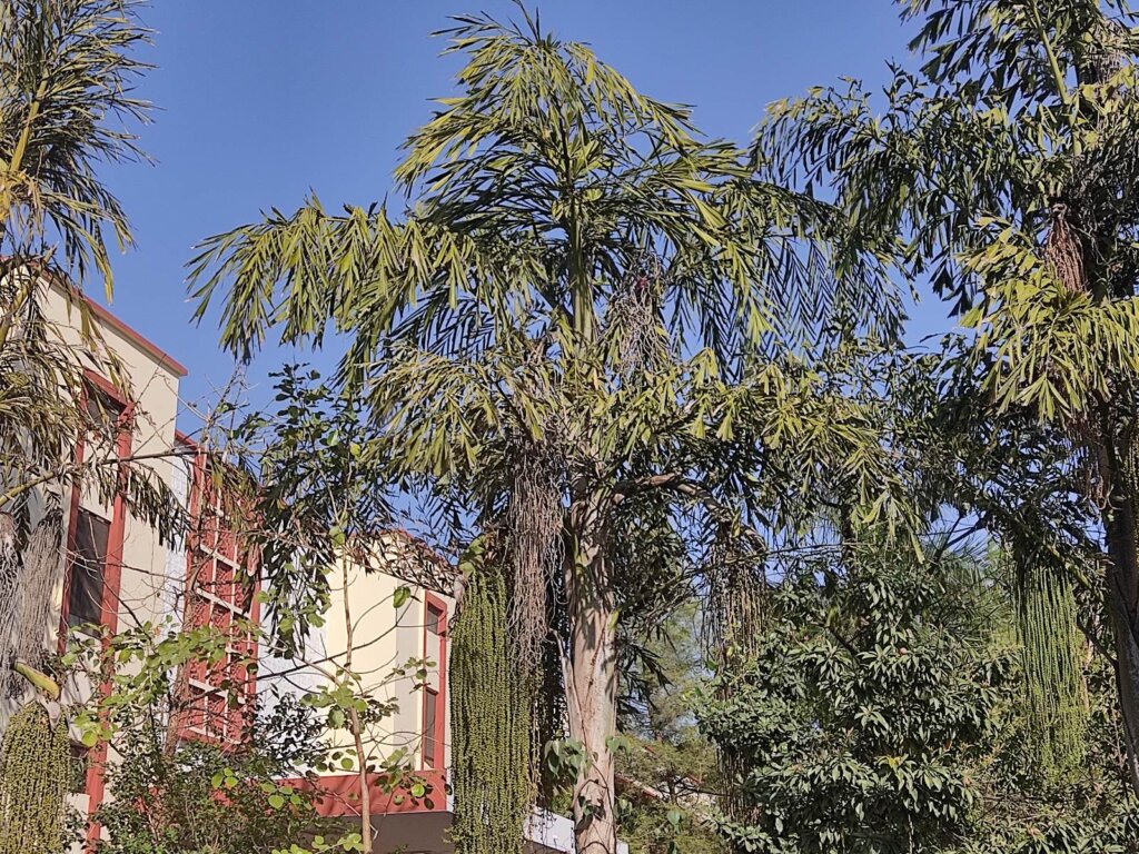 Caryota urens