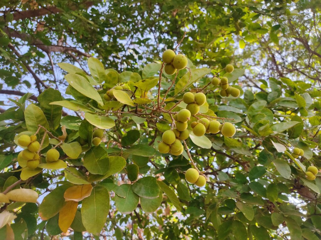Sapindus emarginatus