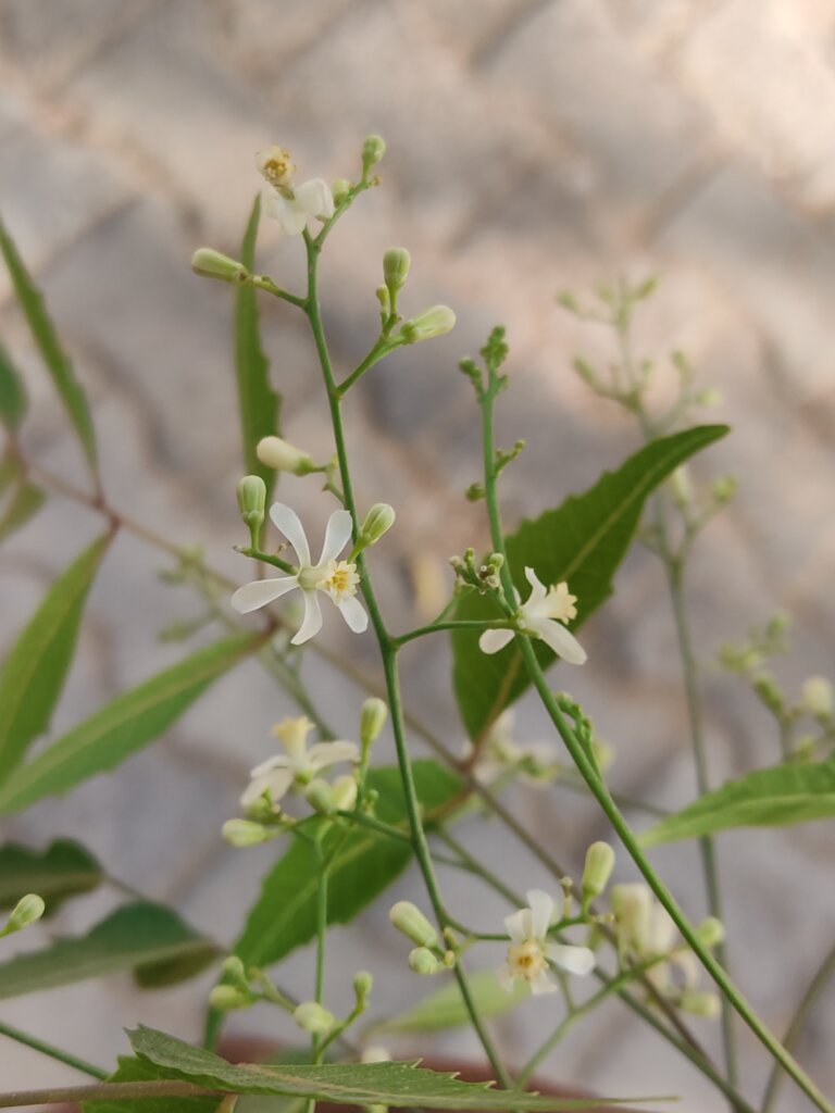 Azadirachta indica A.Juss