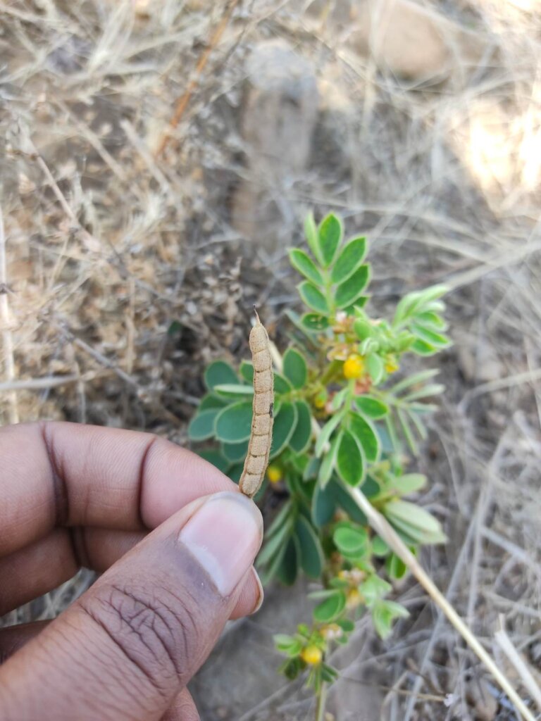 Senna uniflora