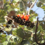 Butea monosperma (Lam.)Taub.