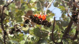 Butea monosperma (Lam.)Taub.