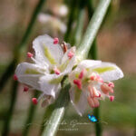 Calligonum polygonoides L.