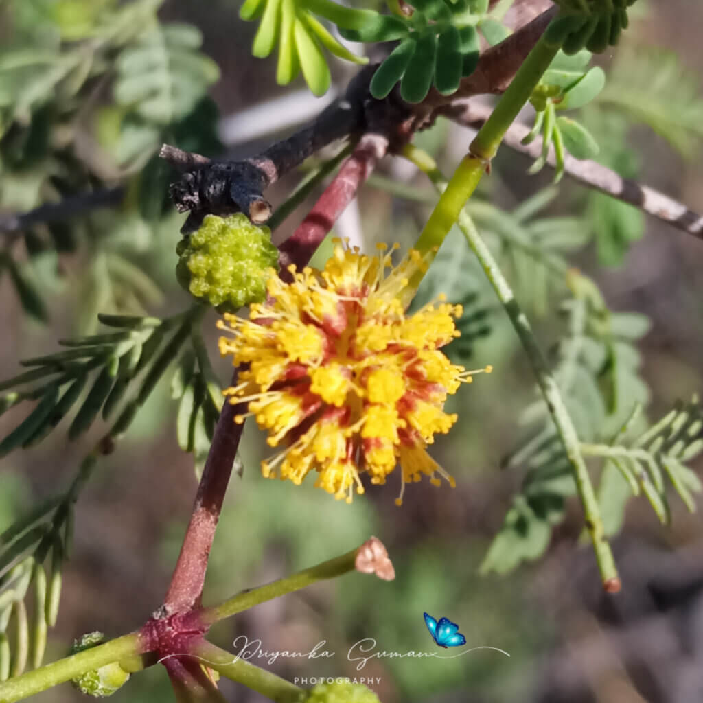 Vachellia jacquemontii (Benth.) Ali