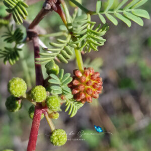 Vachellia jacquemontii (Benth.) Ali