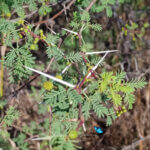 Vachellia jacquemontii (Benth.) Ali