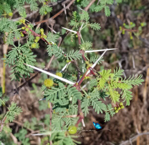 Vachellia jacquemontii (Benth.) Ali