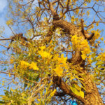 Tabebuia aurea