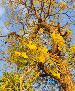 Tabebuia aurea