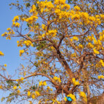 Tabebuia aurea