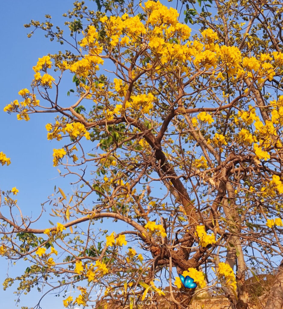 Tabebuia aurea