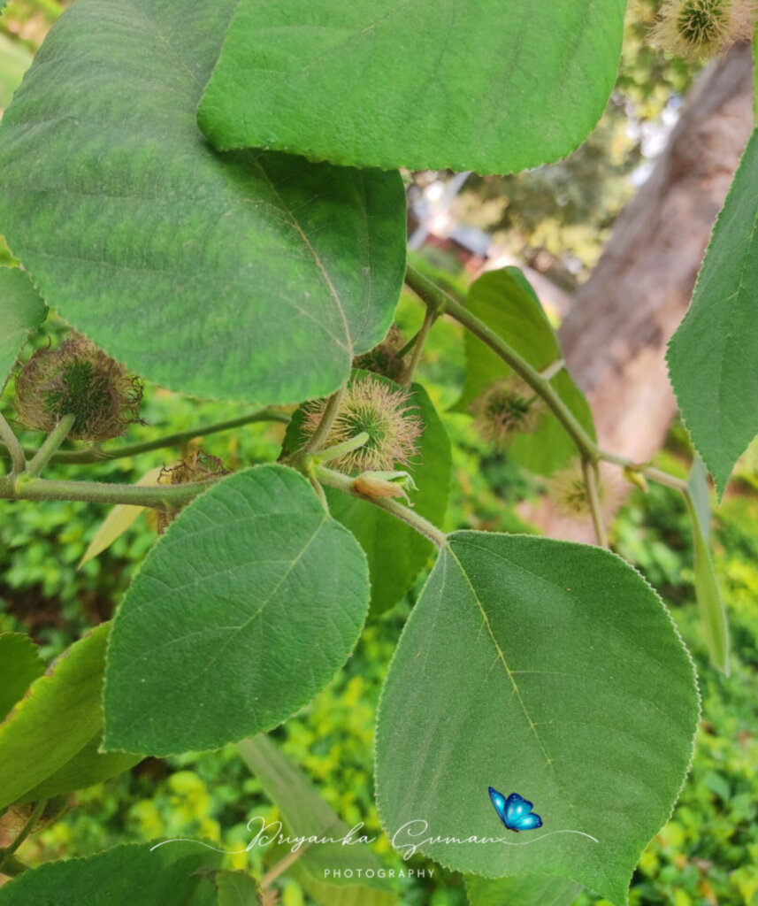 Broussonetia papyrifera