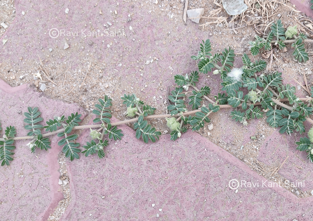 Tribulus terrestris L.
