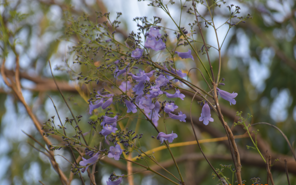 Jacaranda mimosifolia D.Don
